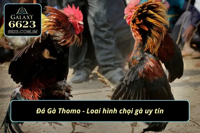 Khám phá đấu trường Thomo kịch tính