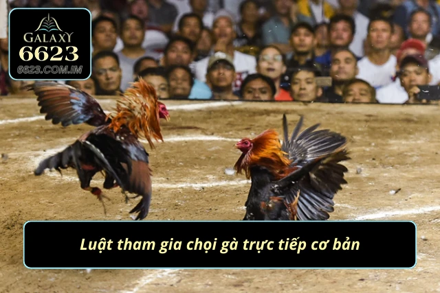 Phổ biến luật tham gia cá cược chọi gà